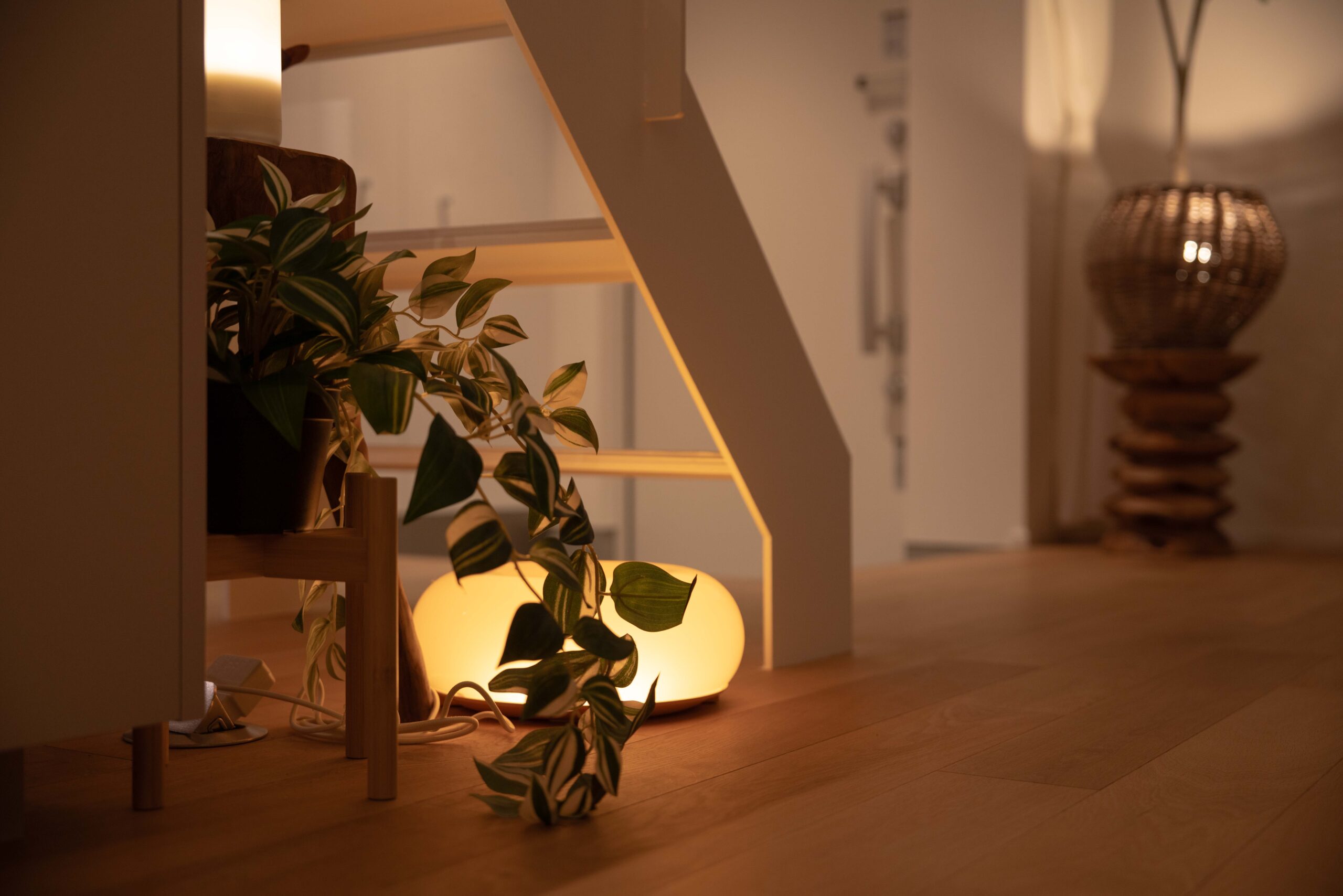 植物の影